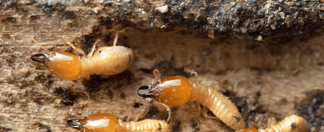 May 2023 Blogs | Yates-Astro Termite & Pest Control