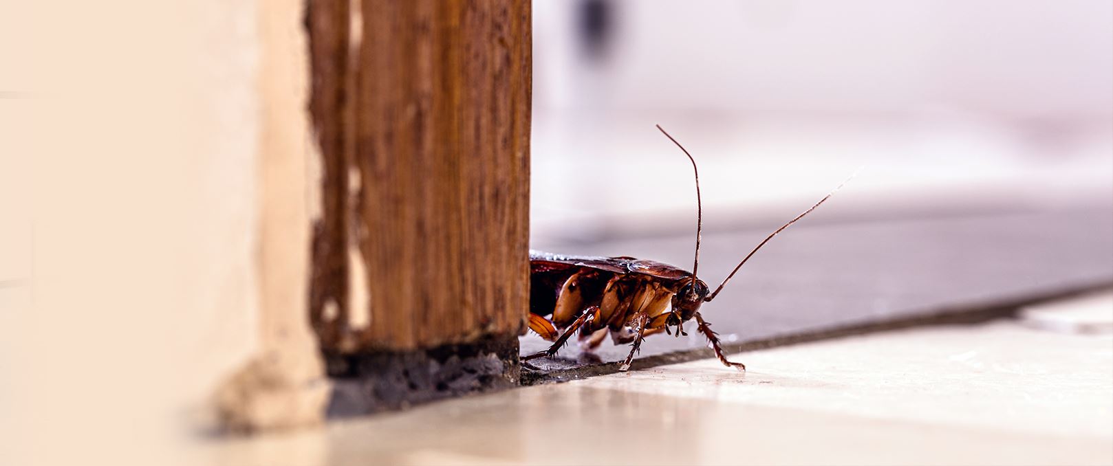 how-to-keep-cockroaches-out-of-your-home-yates-astro-termite-pest