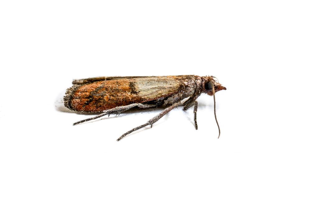 where do pantry moths come from